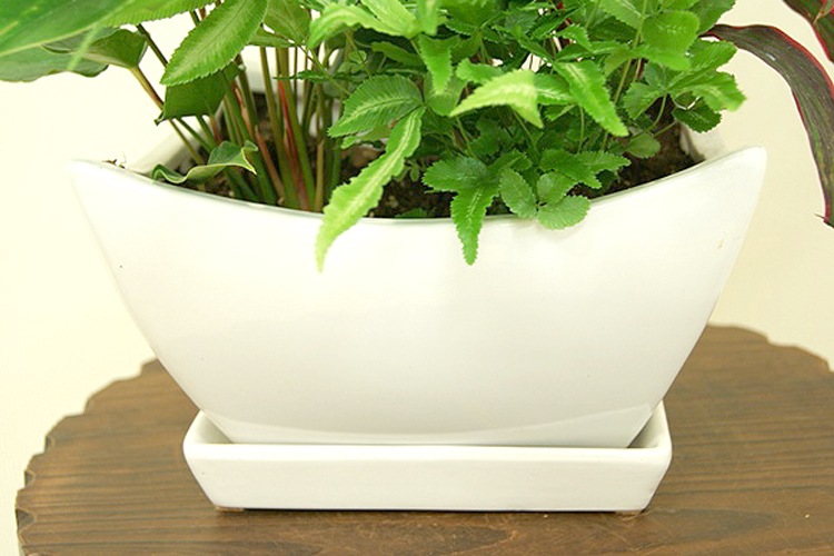 ���տ�ʪ �󤻿���(��å�)7�����ƫ��ȭ �⤵��65cm ��kan-yosey07-006��