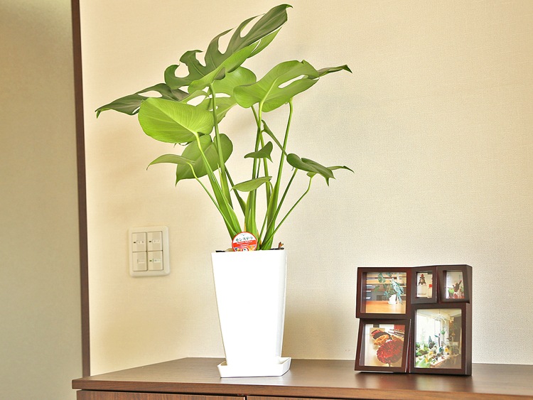 ���տ�ʪ ��󥹥ƥ�6��ѥץ饹���å�ȭ|(��) �⤵��60cm ��mons06-007��