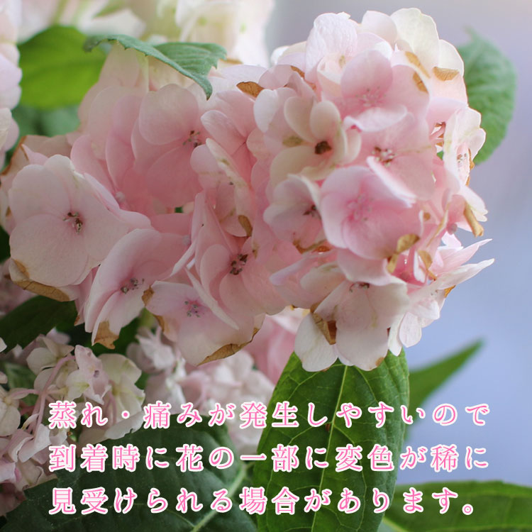 ְͽҼ(褸Ƥޤ) 5ȭ(ԥ󥯡֥롼)