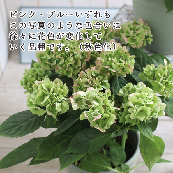 ְͽҼ(褸Ƥޤ) 5ȭ(ԥ󥯡֥롼)