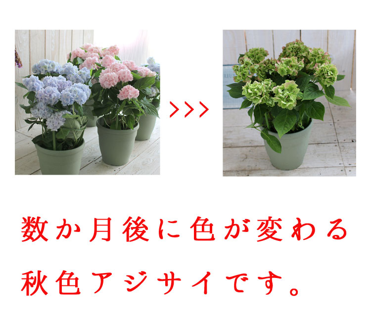 ְͽҼ(褸Ƥޤ) 5ȭ(ԥ󥯡֥롼)