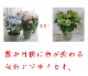 ְͽҼ(褸Ƥޤ) 5ȭ(ԥ󥯡֥롼)
