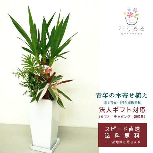 ���տ�ʪ �󤻿���(��å�)6��ѹ�ƫ��ȭ|(���) �⤵��75cm��kan-yosey06-001002��