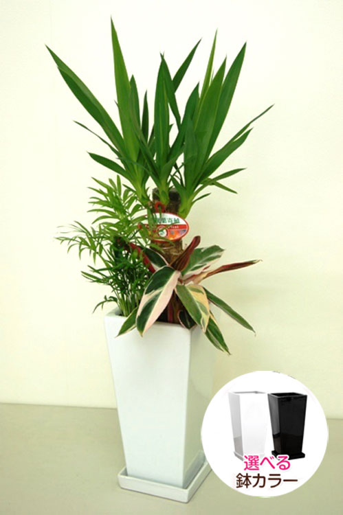 ���տ�ʪ �󤻿���(��å�)6��ѹ�ƫ��ȭ|(���) �⤵��75cm��kan-yosey06-001002��