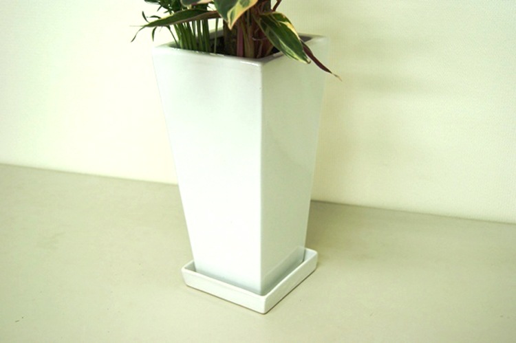 ���տ�ʪ �󤻿���(��å�)6��ѹ�ƫ��ȭ|(���) �⤵��75cm��kan-yosey06-001002��