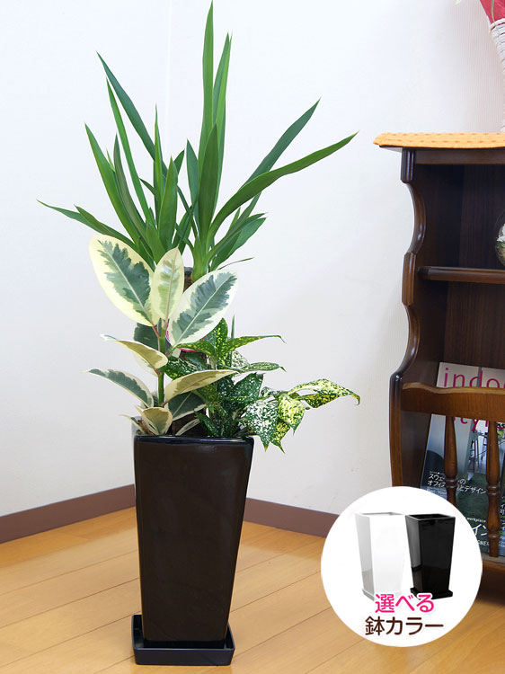 ���տ�ʪ �󤻿���(��å�)6��ѹ�ƫ��ȭ|(���) �⤵��75cm��kan-yosey06-001002��