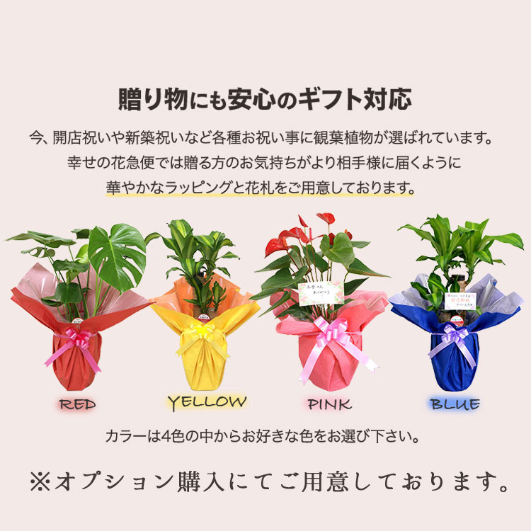 ���տ�ʪ �󤻿���(��å�)6��ѹ�ƫ��ȭ|(���) �⤵��75cm��kan-yosey06-001002��