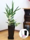 ���տ�ʪ �󤻿���(��å�)6��ѹ�ƫ��ȭ|(���) �⤵��75cm��kan-yosey06-001002��