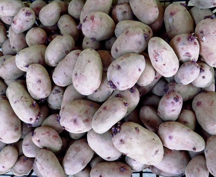 ����������̵�����ޥĥ����Τ�ʤ��������ý����ڤ��㤬���� �磻�� �쥢�ʼ�۽տ����֥ɥ饴�󡦥�å�(����31��)500g�� Ĺ�긩�� �쥢�ʼ� �տ���