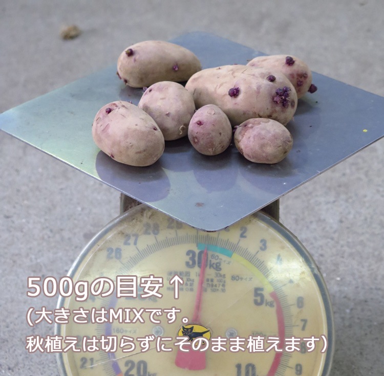 ����������̵�����ޥĥ����Τ�ʤ��������ý����ڤ��㤬���� �磻�� �쥢�ʼ�۽տ����֥ɥ饴�󡦥�å�(����31��)500g�� Ĺ�긩�� �쥢�ʼ� �տ���