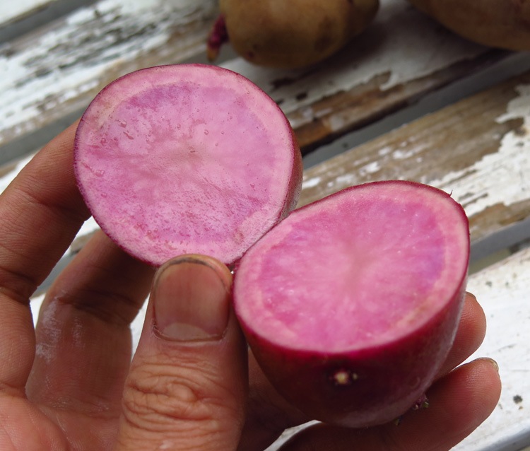 ����������̵�����ޥĥ����Τ�ʤ��������ý����ڤ��㤬���� �磻�� �쥢�ʼ�۽տ����֥ɥ饴�󡦥�å�(����31��)500g�� Ĺ�긩�� �쥢�ʼ� �տ���