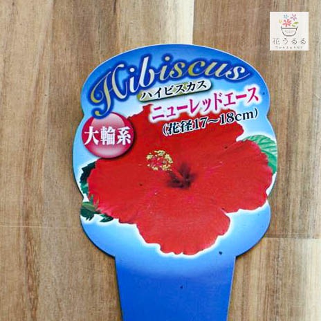 ϥӥ ȭ  [˥塼åɥ]  (5ȭ⤵4050cm)