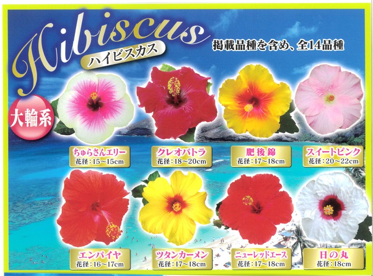 ϥӥ ȭ  [˥塼åɥ]  (5ȭ⤵4050cm)
