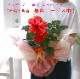 ϥӥ ȭ  [˥塼åɥ]  (5ȭ⤵4050cm)