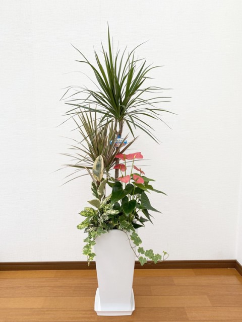 ���տ�ʪ �󤻿���(���󥷥��)8��ѹ�ƫ��ȭ|(���) �⤵��1.3m��kan-yosec08-001003��