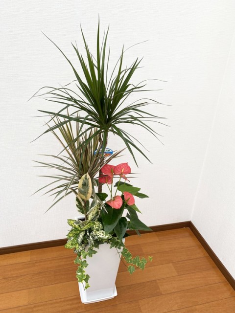 ���տ�ʪ �󤻿���(���󥷥��)8��ѹ�ƫ��ȭ|(���) �⤵��1.3m��kan-yosec08-001003��