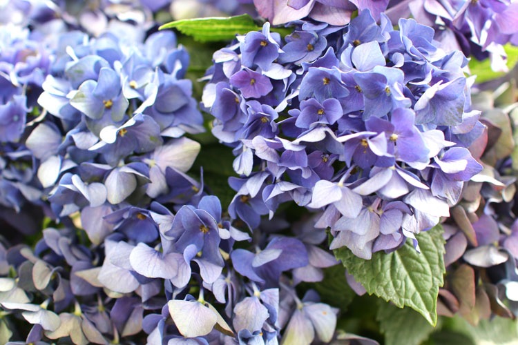 Υܥ塼ࡿ [ǥץѡץ]8ȭ ȭ ޥ륷꡼ ϥɥ󥸥(Υ  ʼ ۲  ȭ ե  ȭ  ʼ    ۲  ɥ饤ե п ʼ Τ