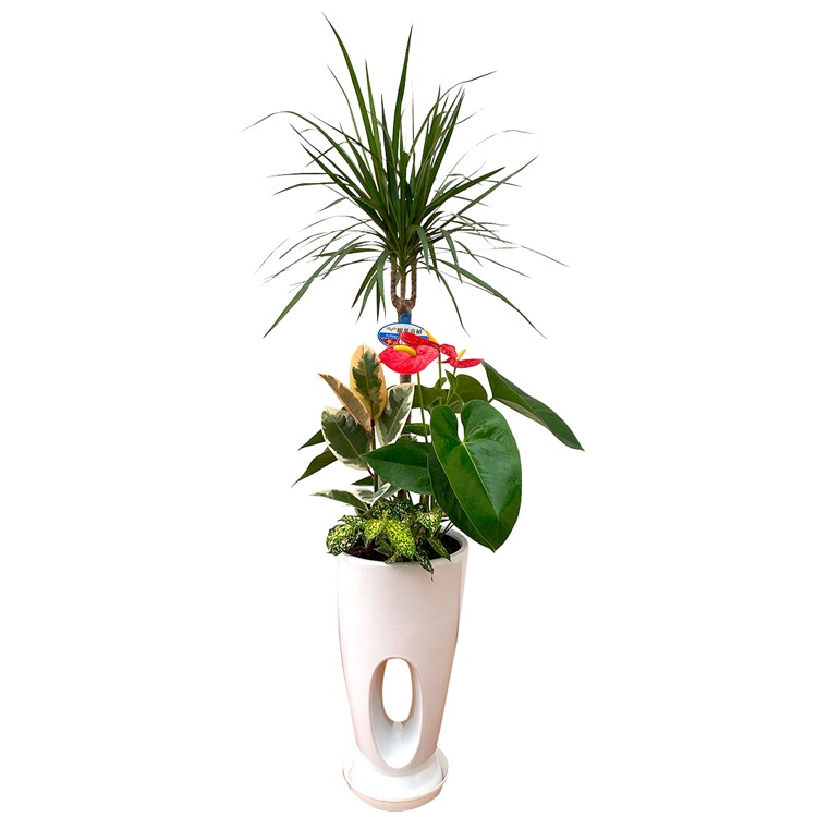 ���տ�ʪ �󤻿���(���󥷥��)7����ƫ��ȭ|(���ֹ�) �⤵��1.0m ��kan-yosec07-00123��