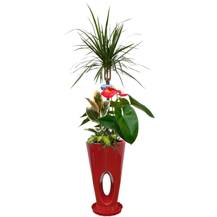 ���տ�ʪ �󤻿���(���󥷥��)7����ƫ��ȭ|(���ֹ�) �⤵��1.0m ��kan-yosec07-00123��