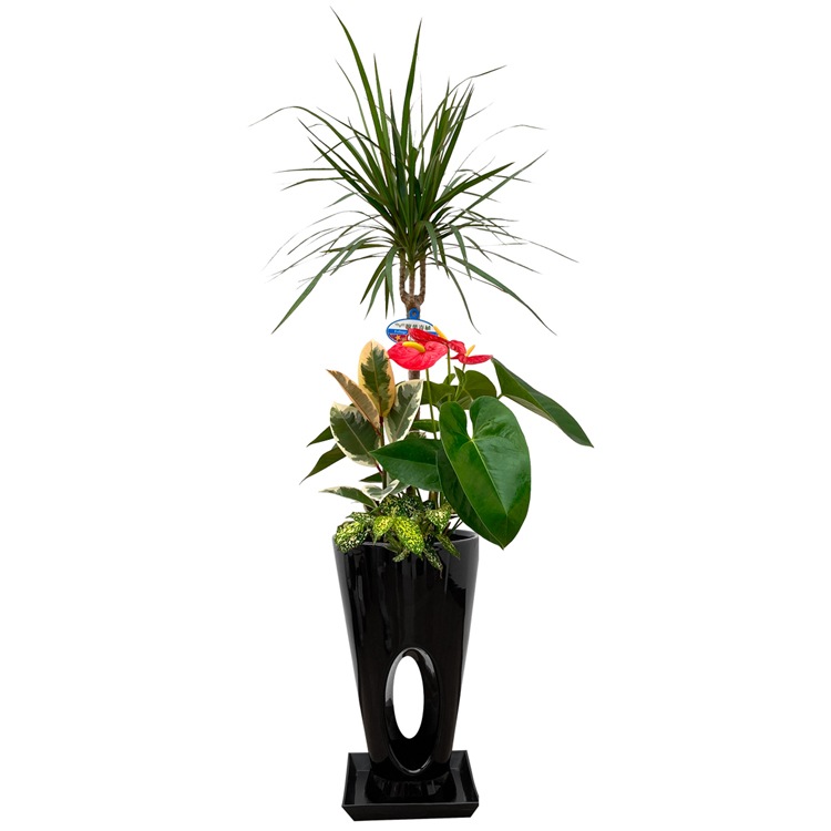 ���տ�ʪ �󤻿���(���󥷥��)7����ƫ��ȭ|(���ֹ�) �⤵��1.0m ��kan-yosec07-00123��