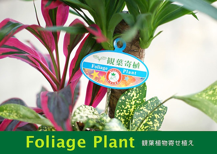 ���տ�ʪ �󤻿���(���󥷥��)7���ƫ��ȭ|(���) �⤵��1m ��kan-yosec07-004005��