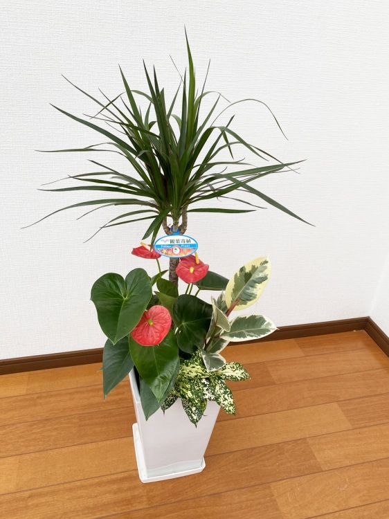 ���տ�ʪ �󤻿���(���󥷥��)7���ƫ��ȭ|(���) �⤵��1m ��kan-yosec07-004005��