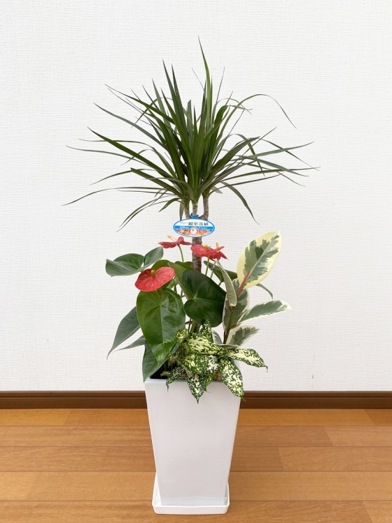 ���տ�ʪ �󤻿���(���󥷥��)7���ƫ��ȭ|(���) �⤵��1m ��kan-yosec07-004005��