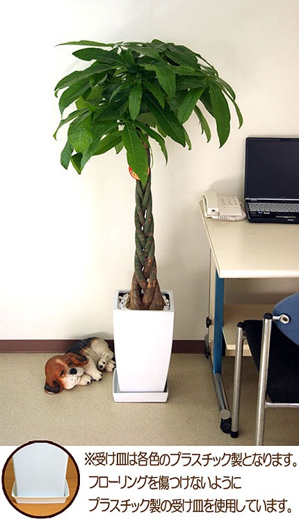 ���տ�ʪ �ѥ���8���ƫ��ȭ �⤵��1.1m 