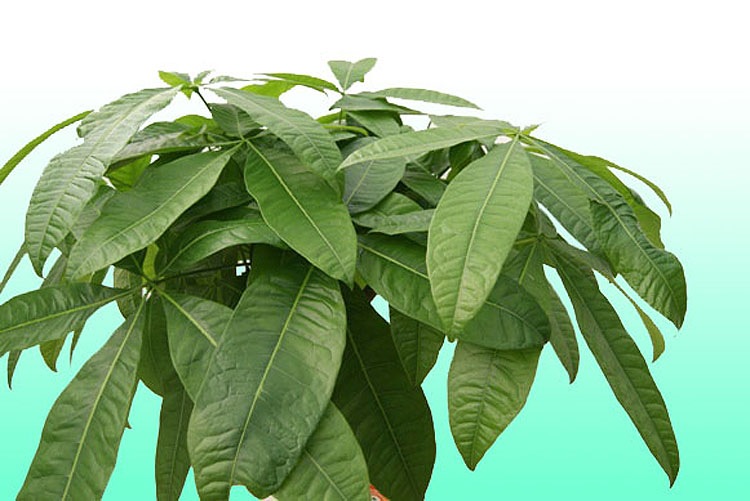 ���տ�ʪ �ѥ���8���ƫ��ȭ �⤵��1.1m 