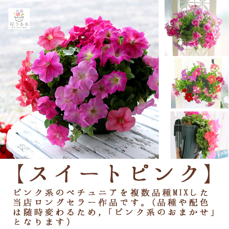 ペチュニアのハンギングバスケット 寄せ植え [レギュラーサイズ]