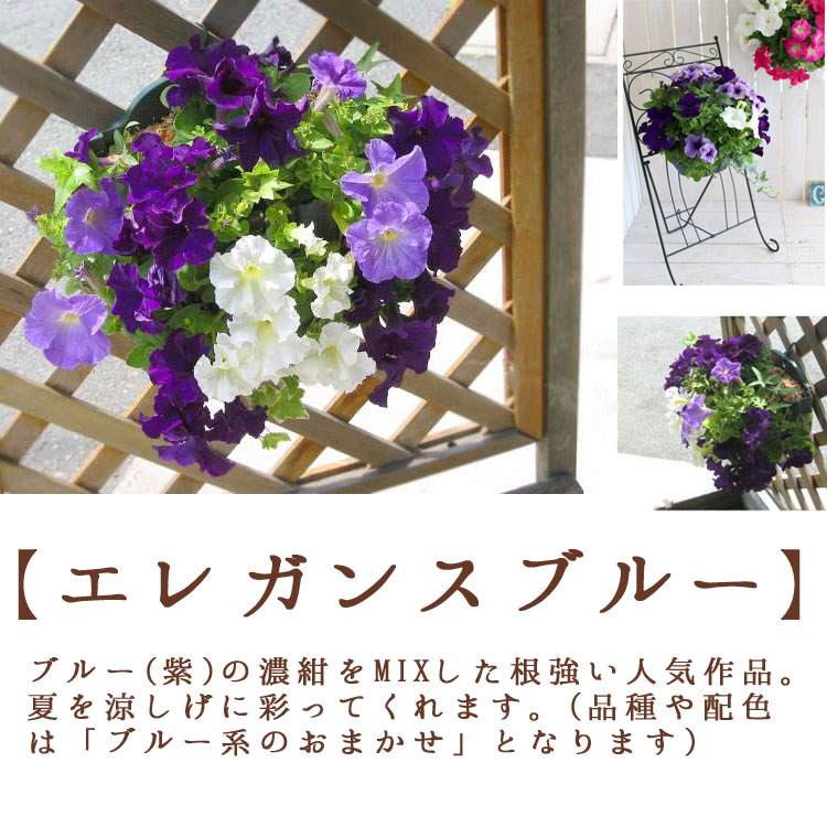 ペチュニアのハンギングバスケット 寄せ植え [レギュラーサイズ]