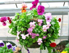 �ѥ󥸡����ӥ���Υϥ󥮥󥰥Х����å� �֤���� �󤻿��� [3�����å�ʡ��] M������ ����ץ�