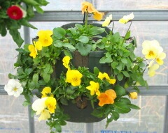 �ѥ󥸡����ӥ���Υϥ󥮥󥰥Х����å� �֤���� �󤻿��� [3�����å�ʡ��] M������ ����ץ�