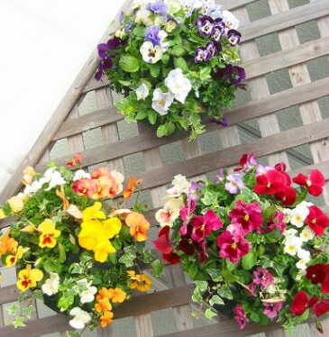 �ѥ󥸡����ӥ���Υϥ󥮥󥰥Х����å� �֤���� �󤻿��� [3�����å�ʡ��] M������ ����ץ�