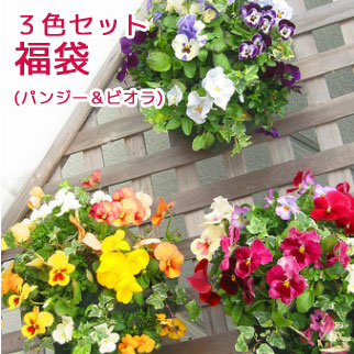 �ѥ󥸡����ӥ���Υϥ󥮥󥰥Х����å� �֤���� �󤻿��� [3�����å�ʡ��] M������ ����ץ�