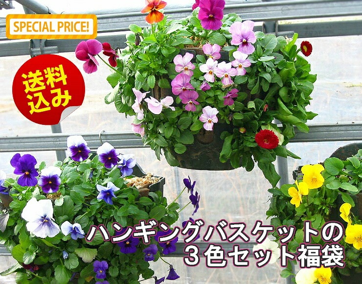 �ѥ󥸡����ӥ���Υϥ󥮥󥰥Х����å� �֤���� �󤻿��� [3�����å�ʡ��] M������ ����ץ�