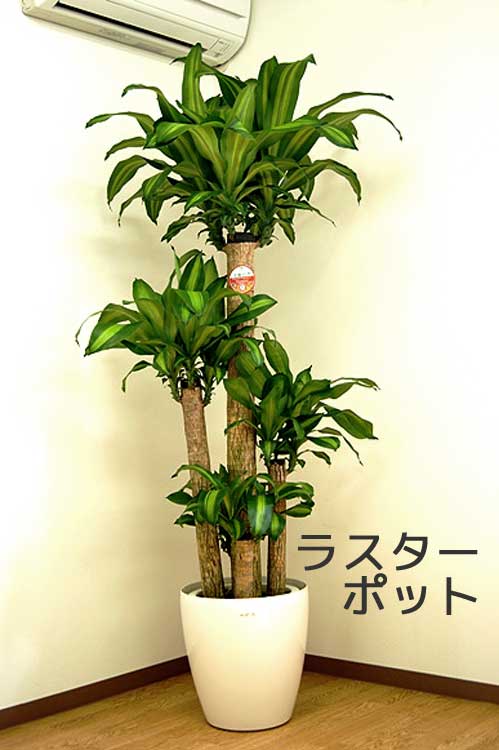 ドラセナ　マッサンゲアナ　10号　特大苗木最高等級極上品‼️ 楽天市場】観葉植物 大型 10号鉢 ドラセナ フレグランス