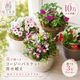 ��2�İʾ������̵���� �֤���� ����ץ� �󤻿��� �٥��˥� �˥��˥����� ����ѥ����� �ȥ�˥��ڥ��������Х����å� M�������� 