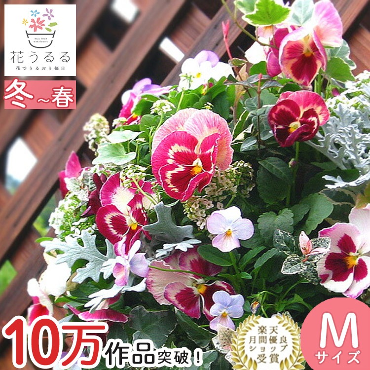 ѥ󥸡ӥΥϥ󥮥󥰥Хå 󤻿 [DX] M 