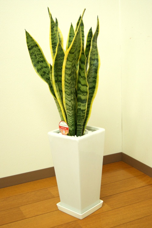 ���տ�ʪ ���󥹥٥ꥢ6��ȭ �⤵��70cm