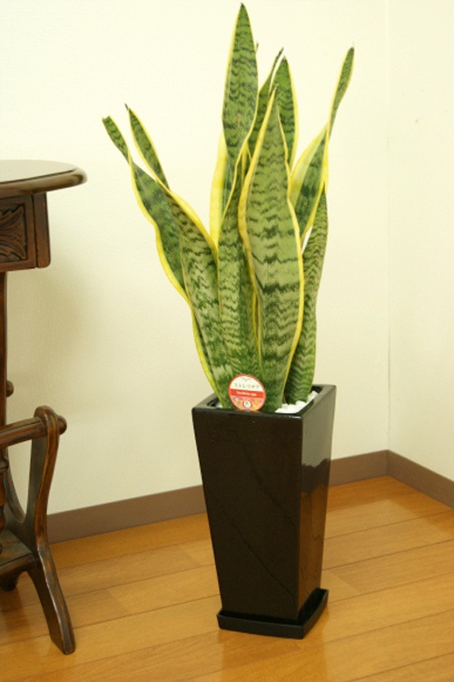 ���տ�ʪ ���󥹥٥ꥢ6��ȭ �⤵��70cm