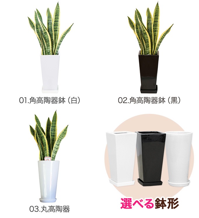 ���տ�ʪ ���󥹥٥ꥢ6��ȭ �⤵��70cm