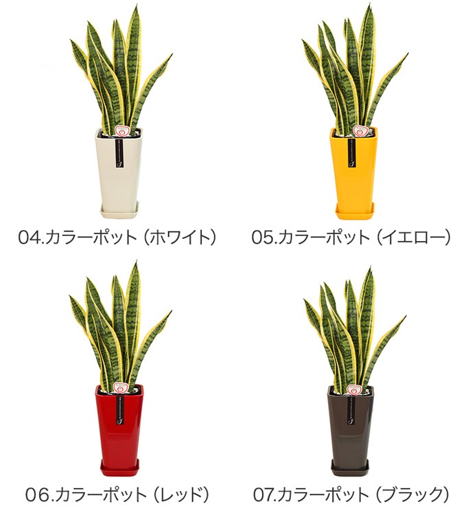 ���տ�ʪ ���󥹥٥ꥢ6��ȭ �⤵��70cm