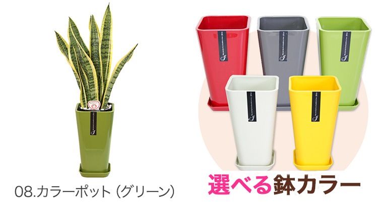 ���տ�ʪ ���󥹥٥ꥢ6��ȭ �⤵��70cm