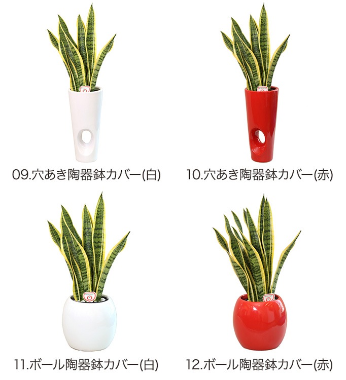 ���տ�ʪ ���󥹥٥ꥢ6��ȭ �⤵��70cm