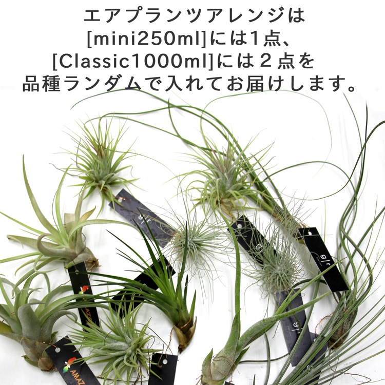 �ڿ� ���ͥ󥰥饹�߲֤����ۥ����ץ��� ����󥸡���������Ź���ݾڽ��� Classic1000ml Genelation6��