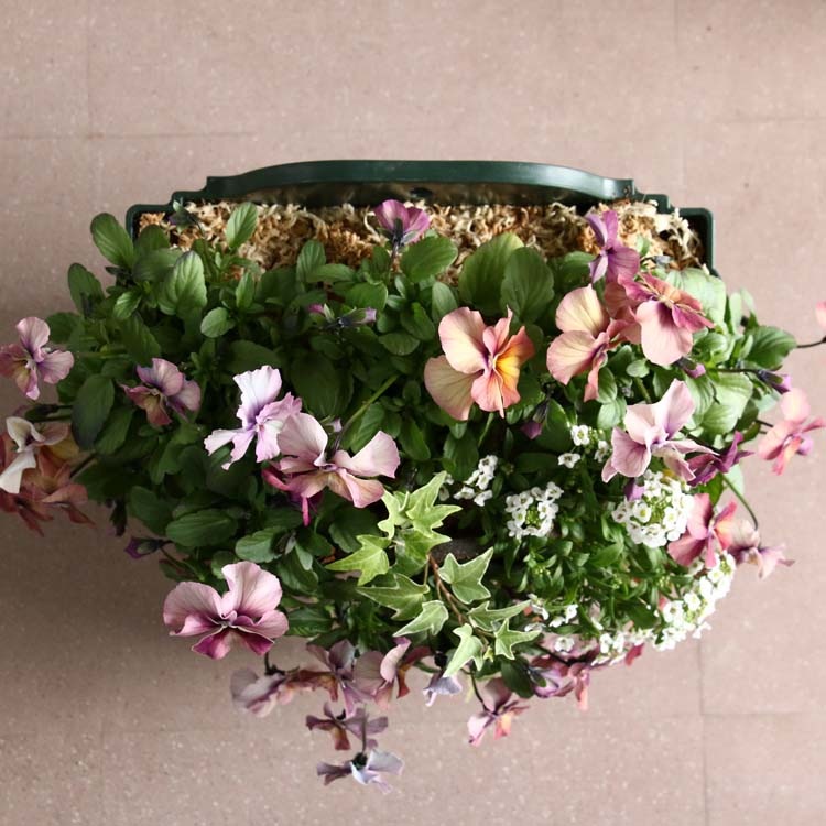 �ӥ���Υϥ󥮥󥰥Х����å� �֤���� �󤻿��� [���󤷤�] ����ץ�