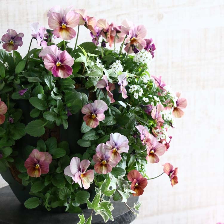 �ӥ���Υϥ󥮥󥰥Х����å� �֤���� �󤻿��� [���󤷤�] ����ץ�