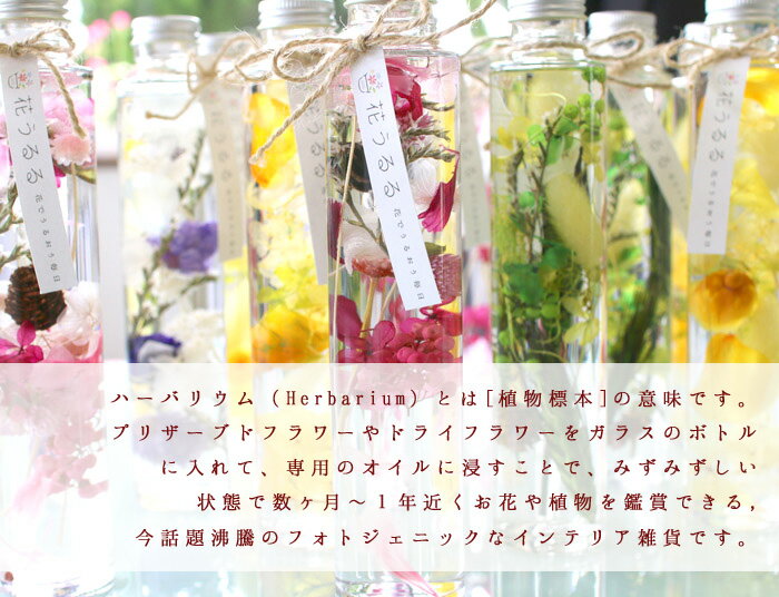 ¨ȯOKץ쥼 ֤ ϡХꥦ (͡
