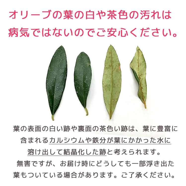 ̵֥ۡ꡼֤ β֤󤻿(⤵100cm130cm塦κ)
